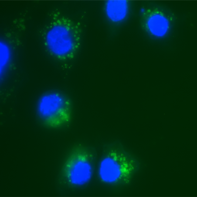 SAOS-2 cells uptake MBV