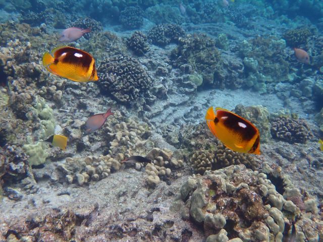 Image of damaged coral reefs taken by Dr. Dewey (Hawaii, 2021)